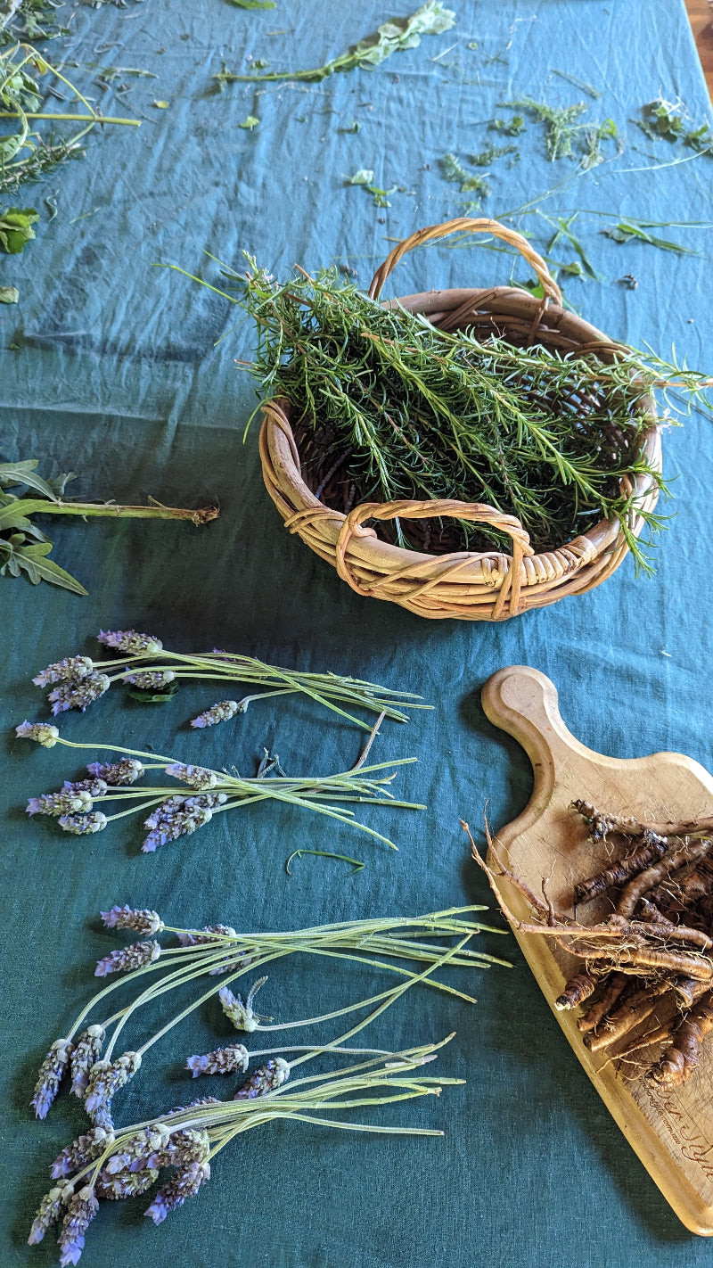 Rooted in Wisdom: Lily of the Herbs on a Holistic Approach to Sleep