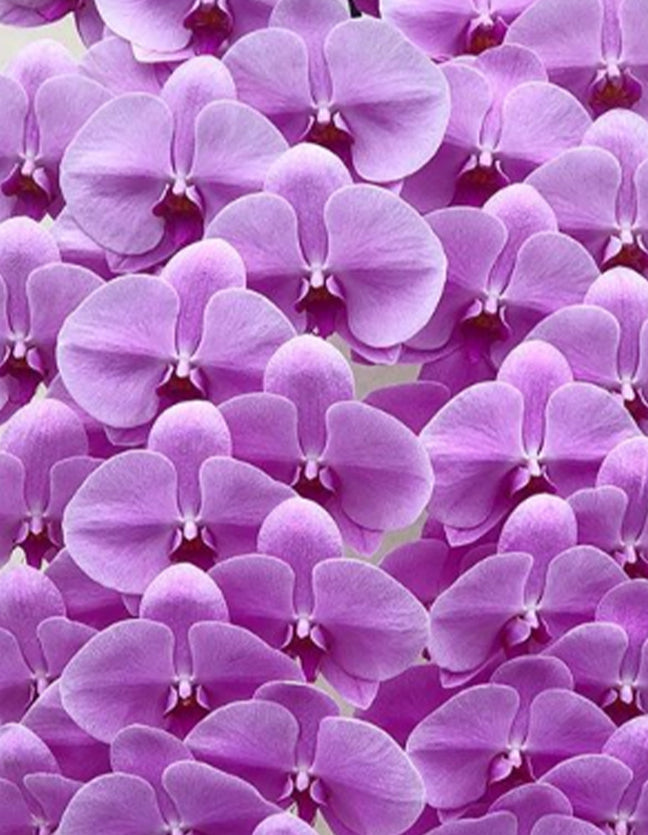 Our Giftmas Lovely Lilac Colour Guide